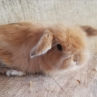 Conigli nani ariete da compagnia