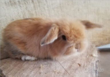 Conigli nani ariete da compagnia