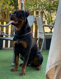 Rottweiler Maschio