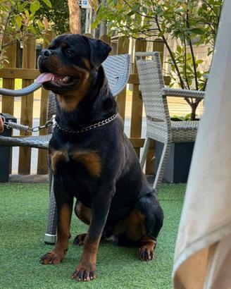 Rottweiler Maschio