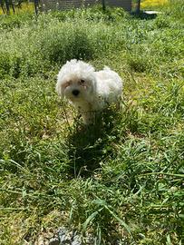 Graziosissimi cuccioli Maltipoo nano