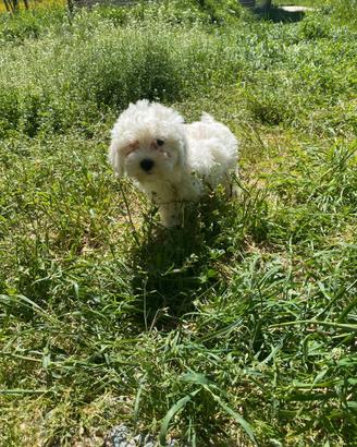 Graziosissimi cuccioli Maltipoo nano