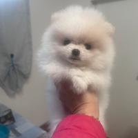 Spitz tedesco nano ( Pomerania)