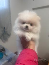 Spitz tedesco nano ( Pomerania)