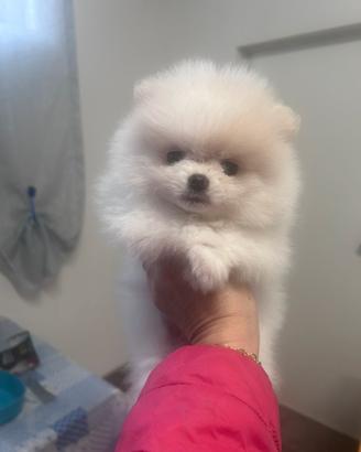Spitz tedesco nano ( Pomerania)