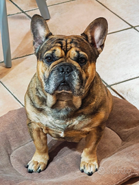 BULLDOG FRANCESE ESOTICO X MONTA (accoppiamento)
