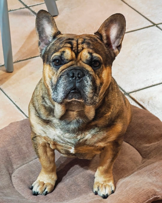 BULLDOG FRANCESE ESOTICO X MONTA (accoppiamento)