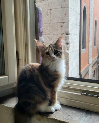 Maine Coon