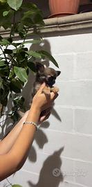 Cucciolo chihuahua
