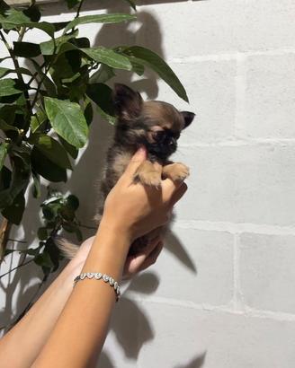 Cucciolo chihuahua