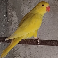 Parochetto dal colare