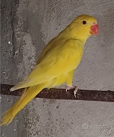 Parochetto dal colare