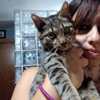 TIGRO, adorabile micino da adottare