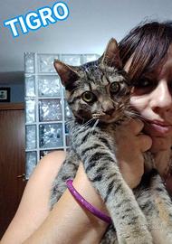 TIGRO, adorabile micino da adottare