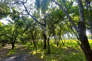 TER. AGRICOLO A SANTO STEFANO DEL SOLE