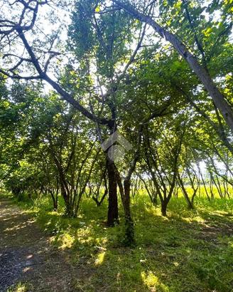 TER. AGRICOLO A SANTO STEFANO DEL SOLE