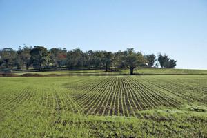 Terreno Edificabile - Riesi