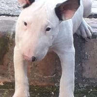 Bull terrier