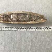 Pesce fossile su matrice