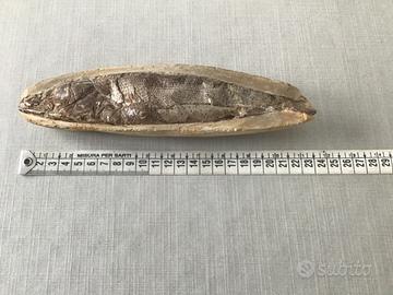 Pesce fossile su matrice