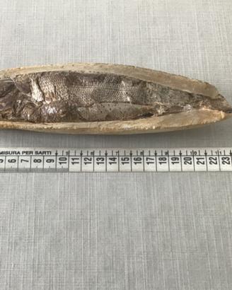 Pesce fossile su matrice