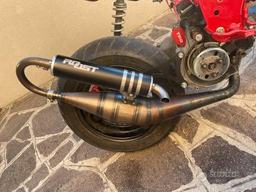 Roost sp1