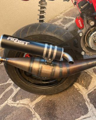 Roost sp1