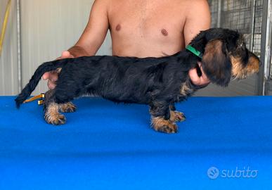 bassotto a pelo duro con pedigree 