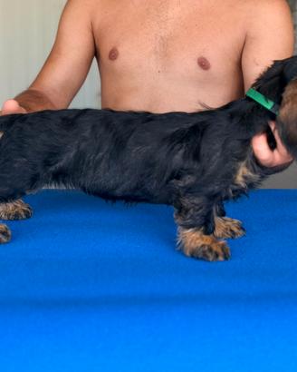 bassotto a pelo duro con pedigree 