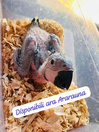 Ara Ararauna
