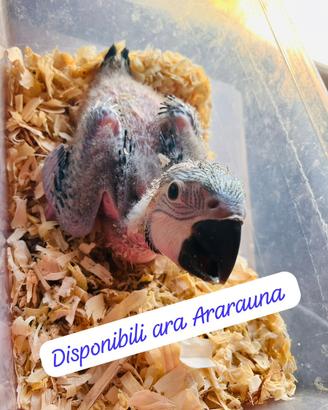 Ara Ararauna