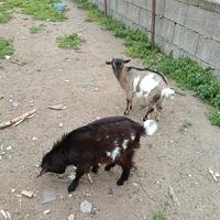 Coppia caprette nane