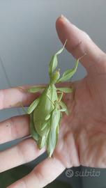Insetti foglia phyllium philippinicum - M e F