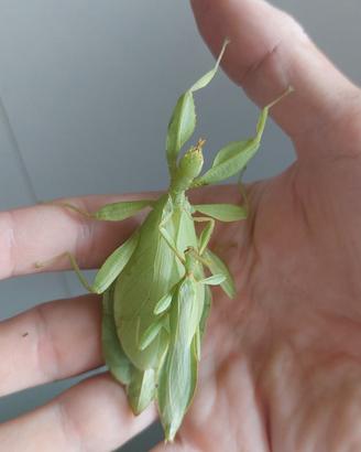 Insetti foglia phyllium philippinicum - M e F