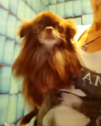 Chihuahua cioccolato con pedigree enci