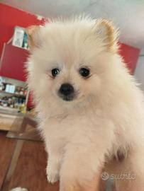spitz