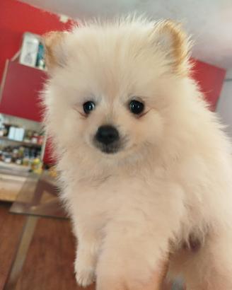 spitz