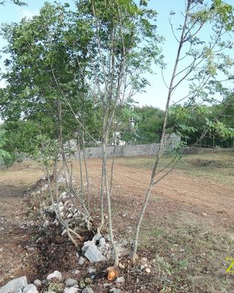 Terreno edificabile - Sagrado