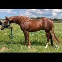 Cavallo Santino Whiz X Smarr Of Cowboy