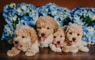 Maltipoo