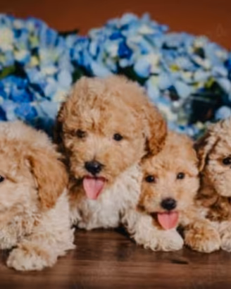 Maltipoo