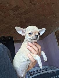 chihuahua pelo corto maschio