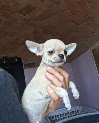 chihuahua pelo corto maschio