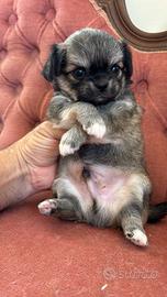 Chihuahua