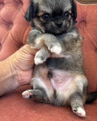 Chihuahua