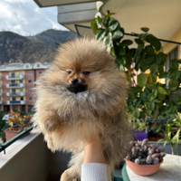 Spitz maschio mini mini