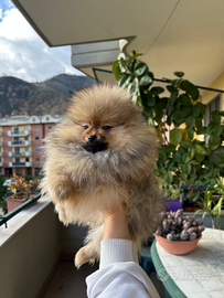 Spitz maschio mini mini