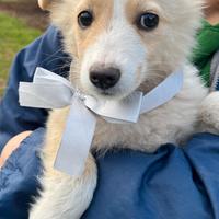 Dolce Lilly cucciola aspetta casa