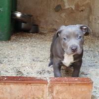 American pitbull terrier