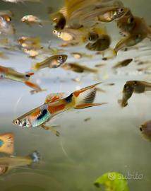 Guppy pesci acquario